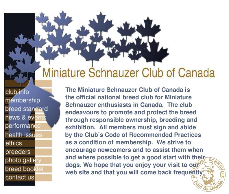 Miniature Schnauzer For Adoption In Ontario Canada